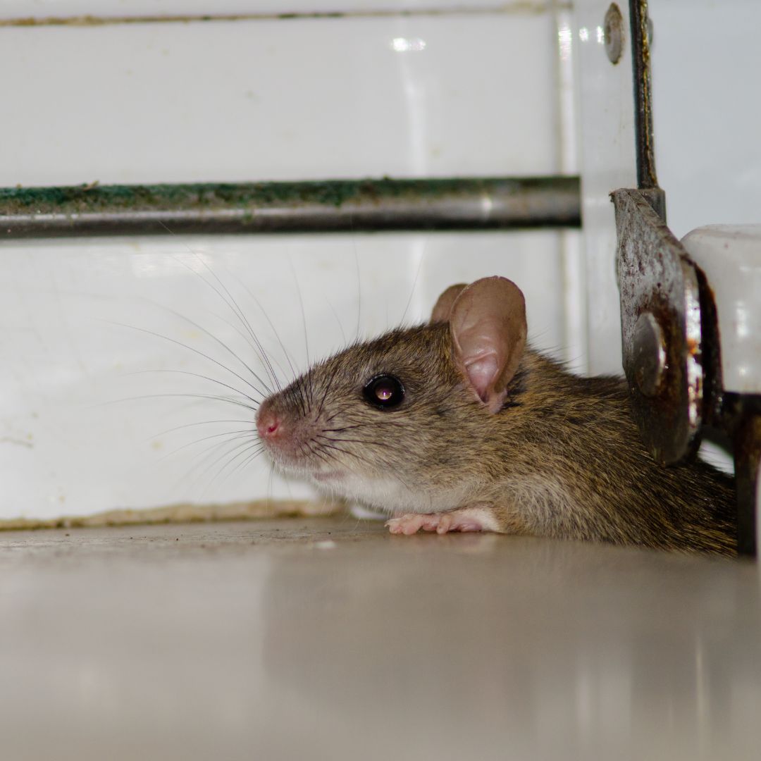 A mouse in a garage
